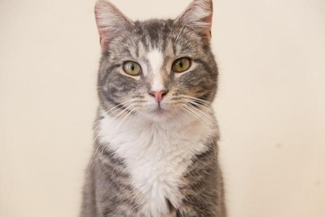 Ash, adopted, Young Male Domestic Short Hair.