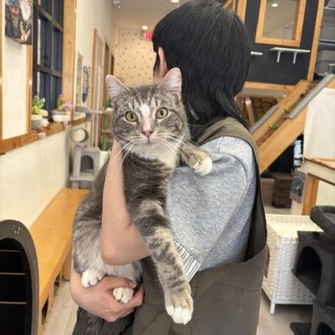 Enlarge Ash, an adopted Domestic Short Hair in South Ozone Park, NY image 2/5