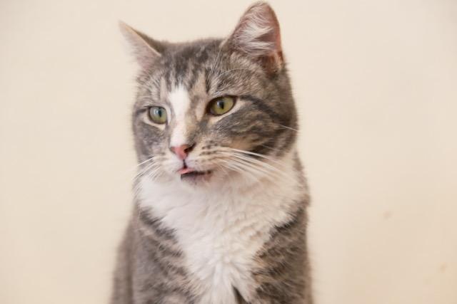 Enlarge Ash, an adopted Domestic Short Hair in South Ozone Park, NY image 4/5