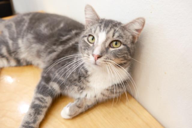 Enlarge Ash, an adopted Domestic Short Hair in South Ozone Park, NY image 3/5