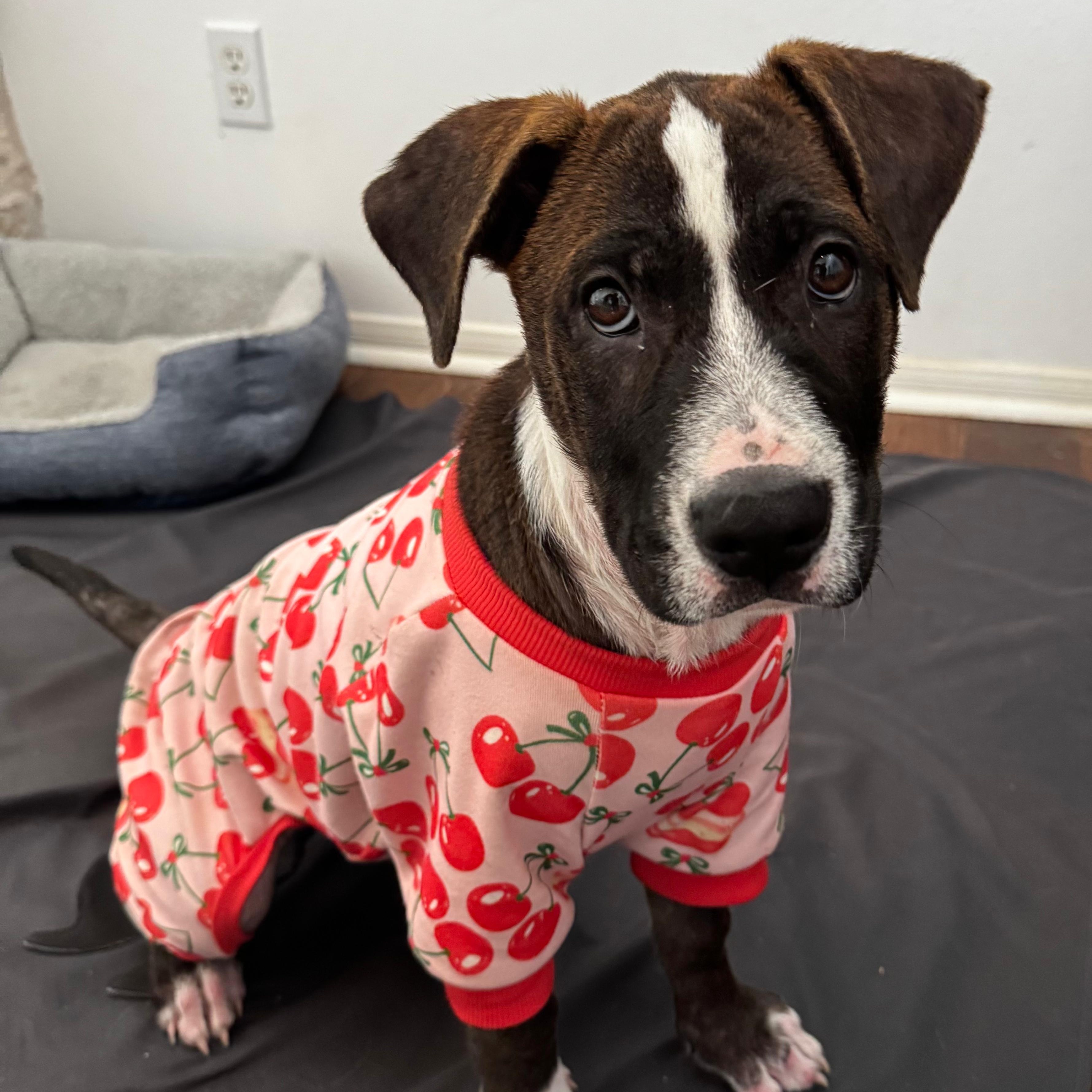 Blair (Billie), a Adoptable mixed breed in Syracuse , NY image 2/6