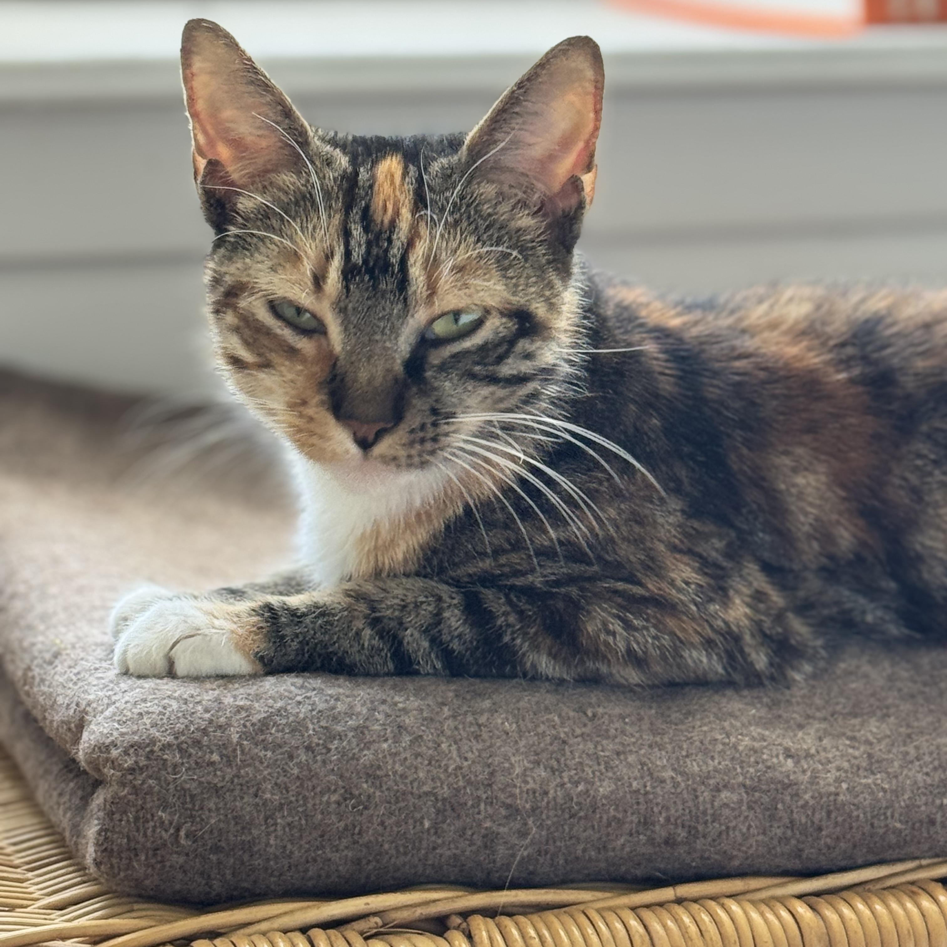 Melody, a ADOPTABLE American Shorthair in Brooklyn, NY image 2/2