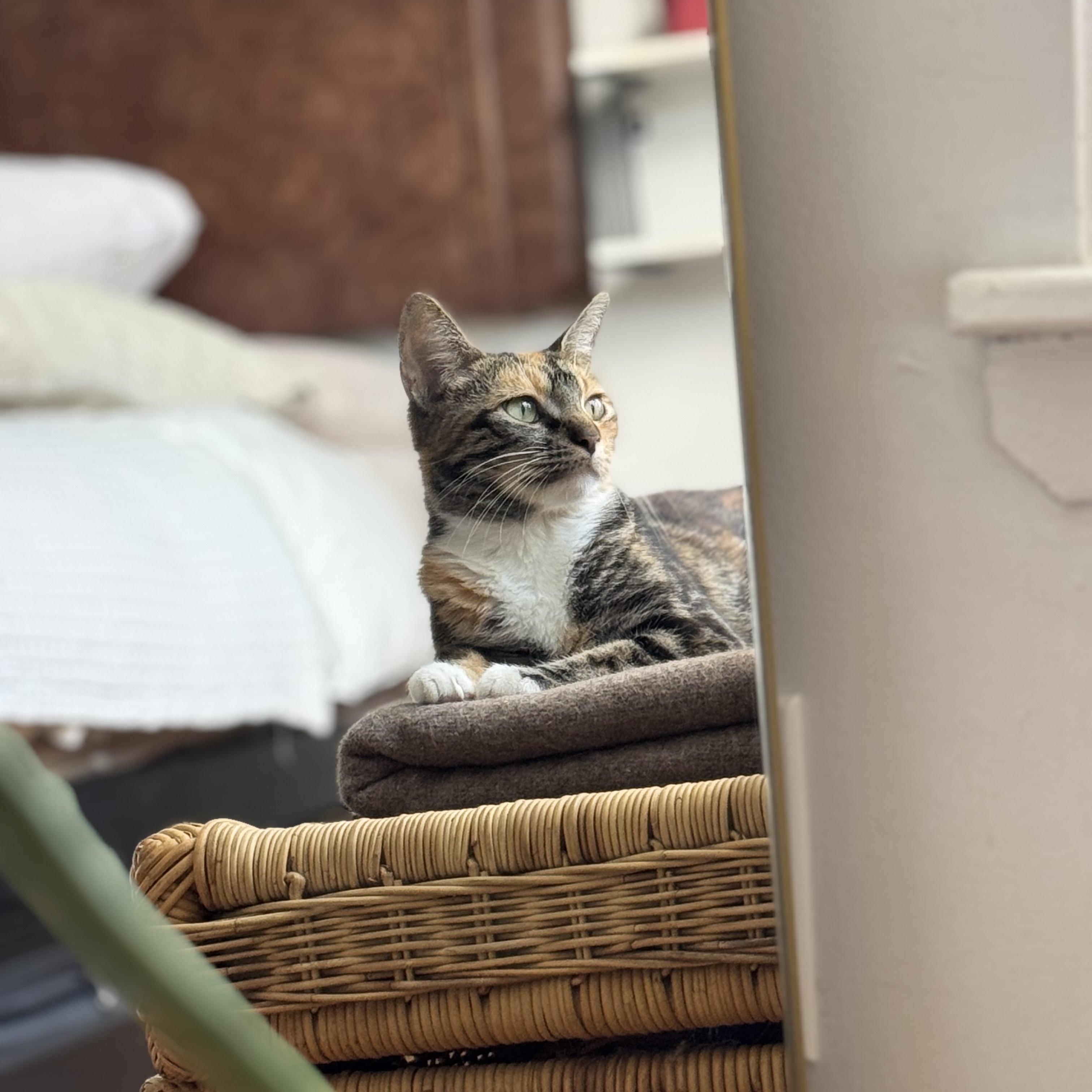 Melody, a ADOPTABLE American Shorthair in Brooklyn, NY image 1/2