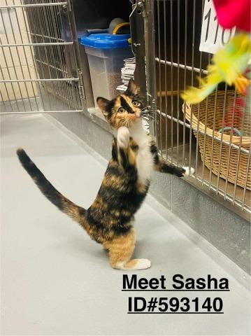 Sasha, Adopted, Young Female Domestic Short Hair.