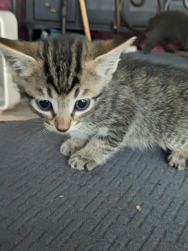 Badger, Adoptable, Young Male Domestic Medium Hair.