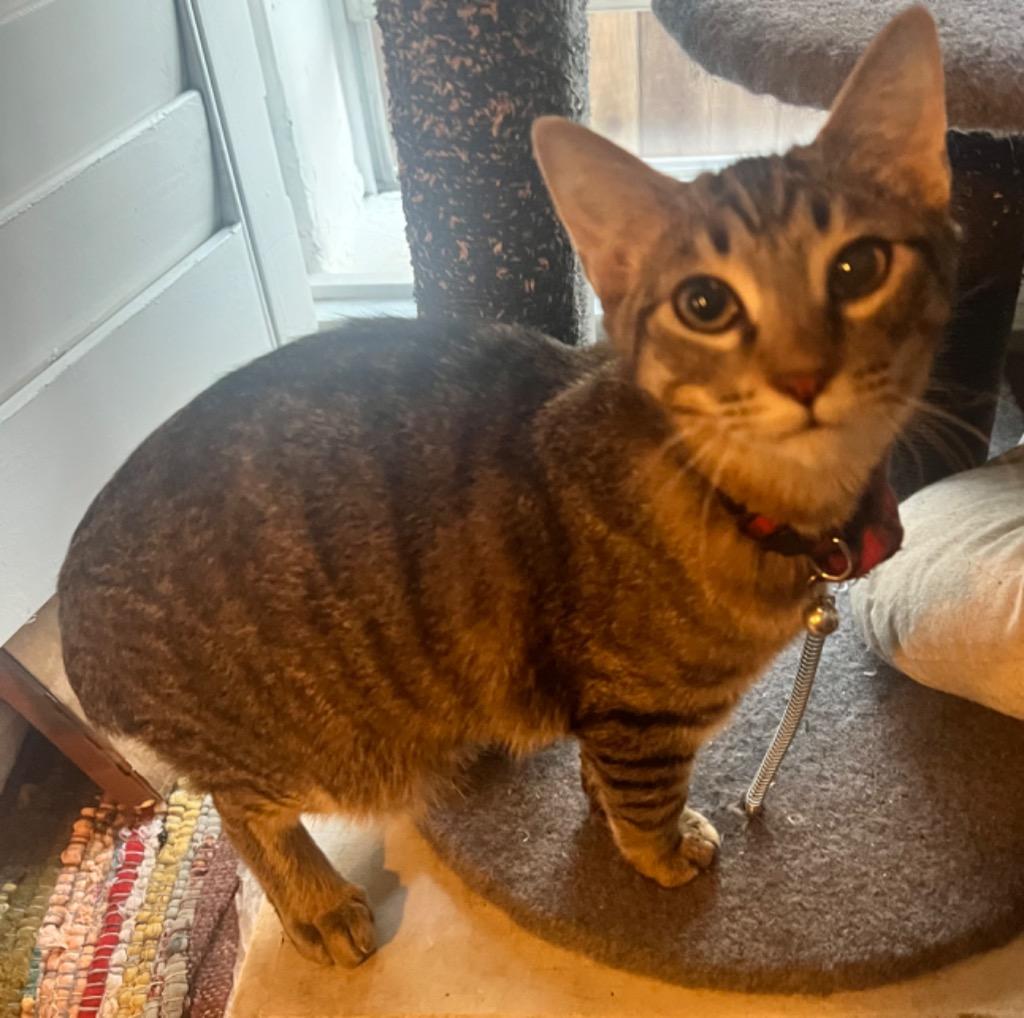 Badger, Adoptable, Young Male Domestic Medium Hair.