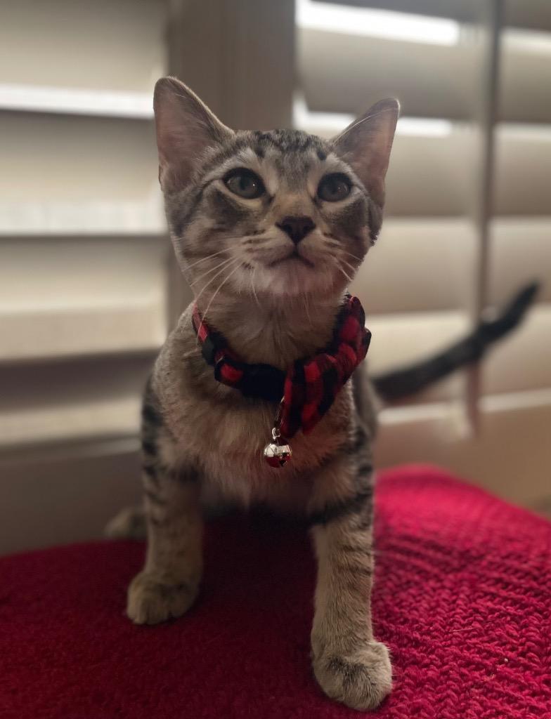 Enlarge Badger, a Adoptable mixed breed in Manhattan Beach, CA image 1/5