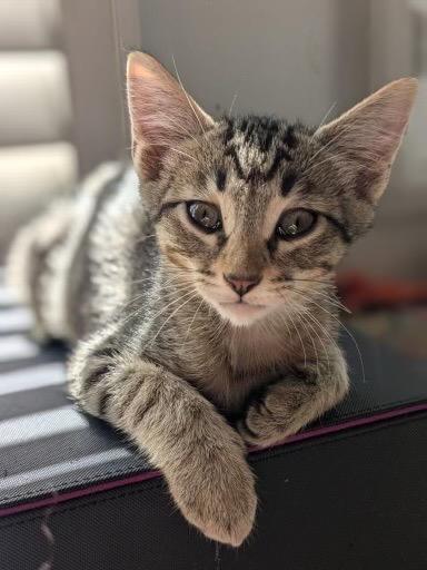 Enlarge Badger, a Adoptable mixed breed in Manhattan Beach, CA image 3/5