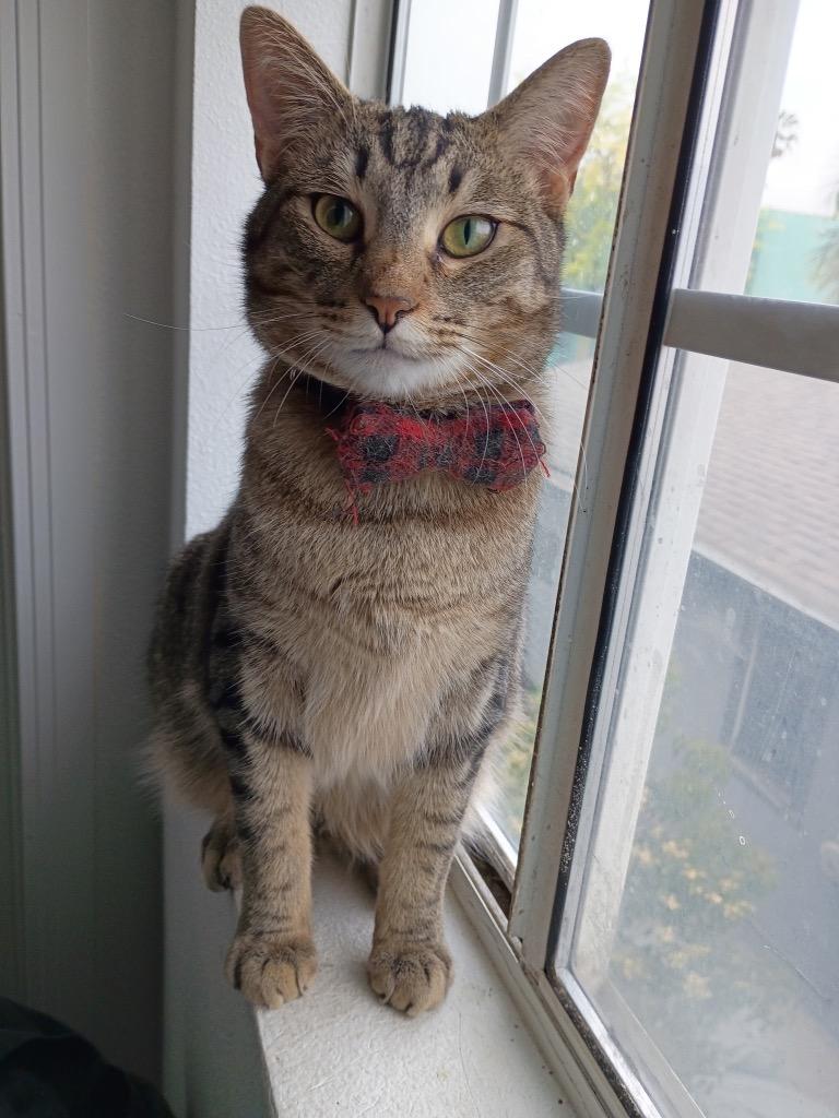 Enlarge Badger, a Adoptable mixed breed in Manhattan Beach, CA image 4/5