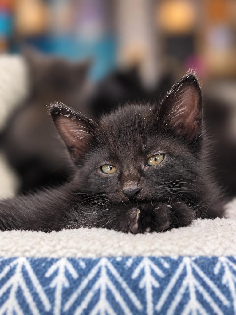 Orbit (Blue Collar), Adoptable, Kitten Male Domestic Short Hair.