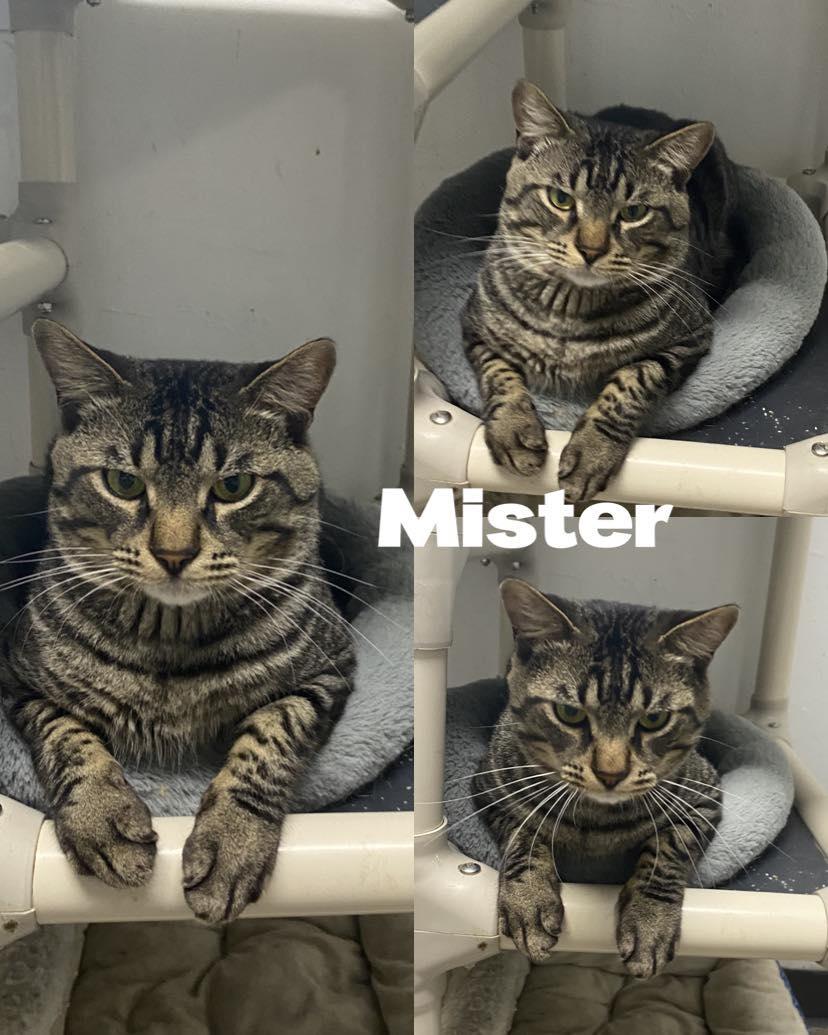 Mister photo 1
