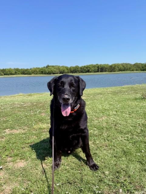 ROMEO, Adopted, Senior Male Labrador Retriever.