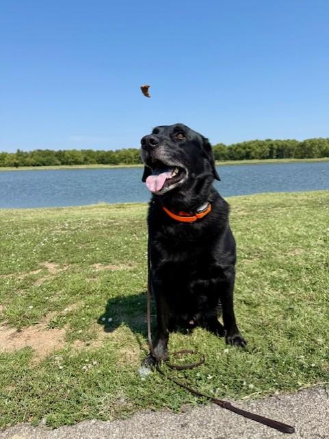 Enlarge ROMEO, a Adopted Labrador Retriever in Broken Arrow, OK image 2/4
