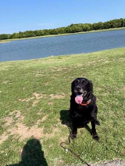 Enlarge ROMEO, a Adopted Labrador Retriever in Broken Arrow, OK image 3/4