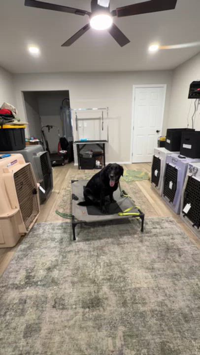 Enlarge ROMEO, a Adopted Labrador Retriever in Broken Arrow, OK video 4/4