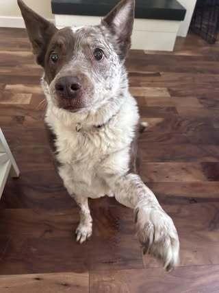 Enlarge Reno NY, a Adopted Australian Cattle Dog / Blue Heeler in Ontario, CA image 1/1