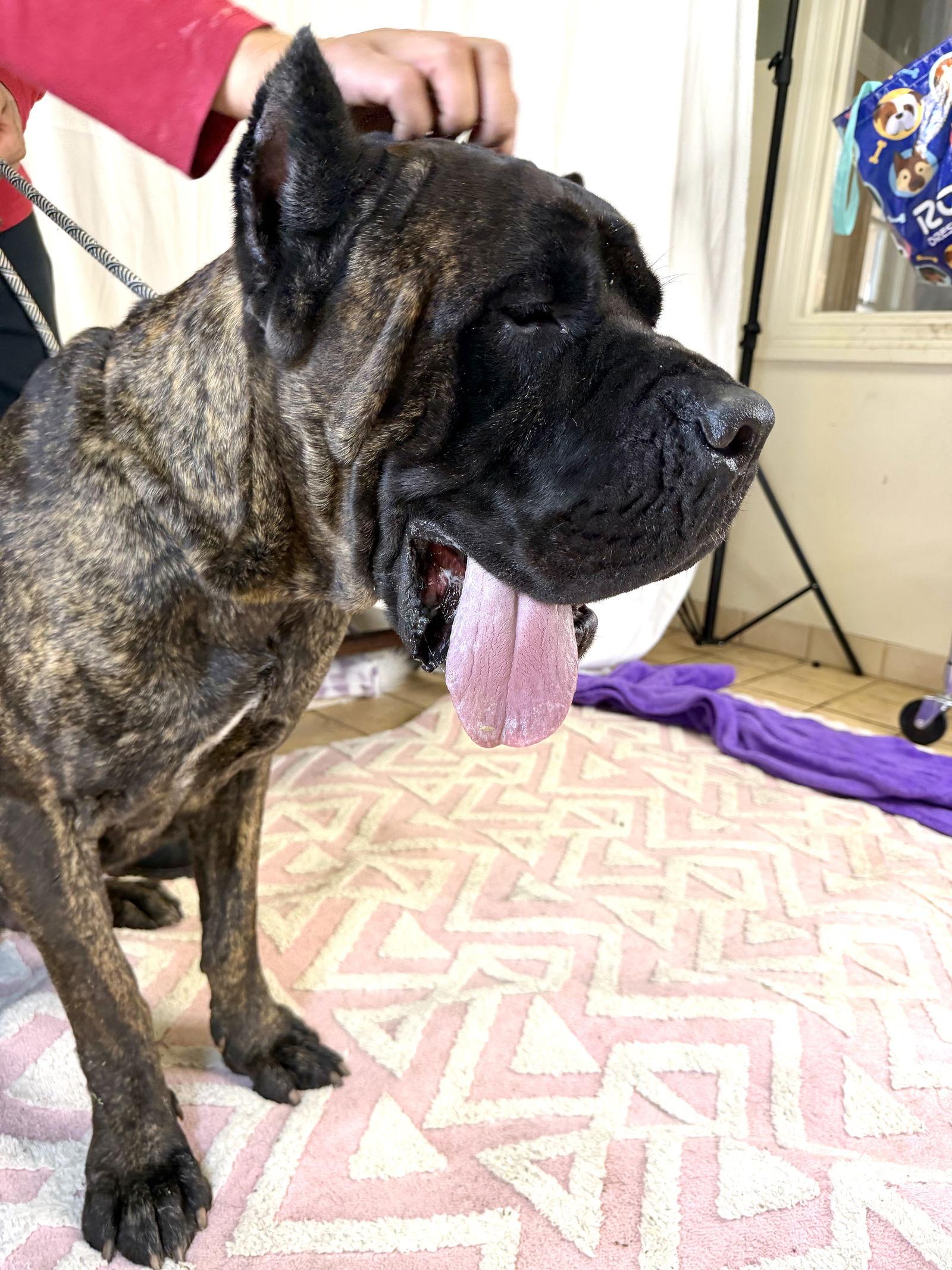 Sevo, Adoptable, Young Male Cane Corso.