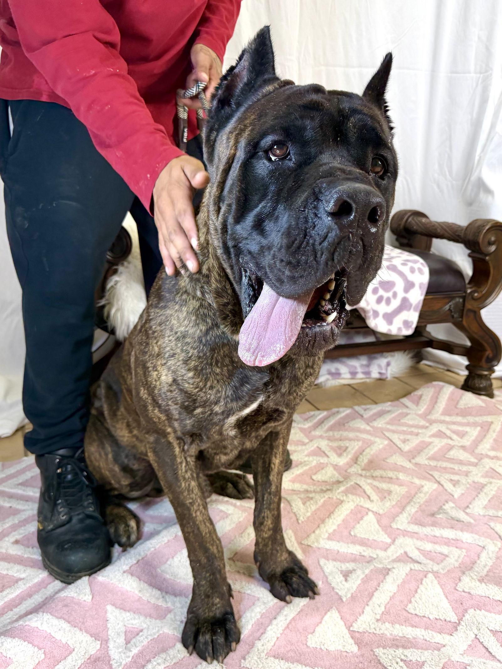 Enlarge Sevo, a Adoptable Cane Corso in Glendale, AZ image 3/3
