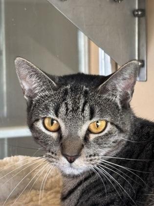 Enlarge Evie, a Adoptable Domestic Short Hair in Leander, TX image 1/3