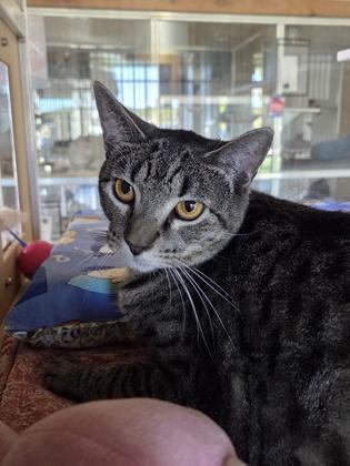 Enlarge Evie, a Adoptable Domestic Short Hair in Leander, TX image 2/3
