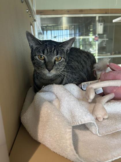 Enlarge Evie, a Adoptable Domestic Short Hair in Leander, TX image 2/3