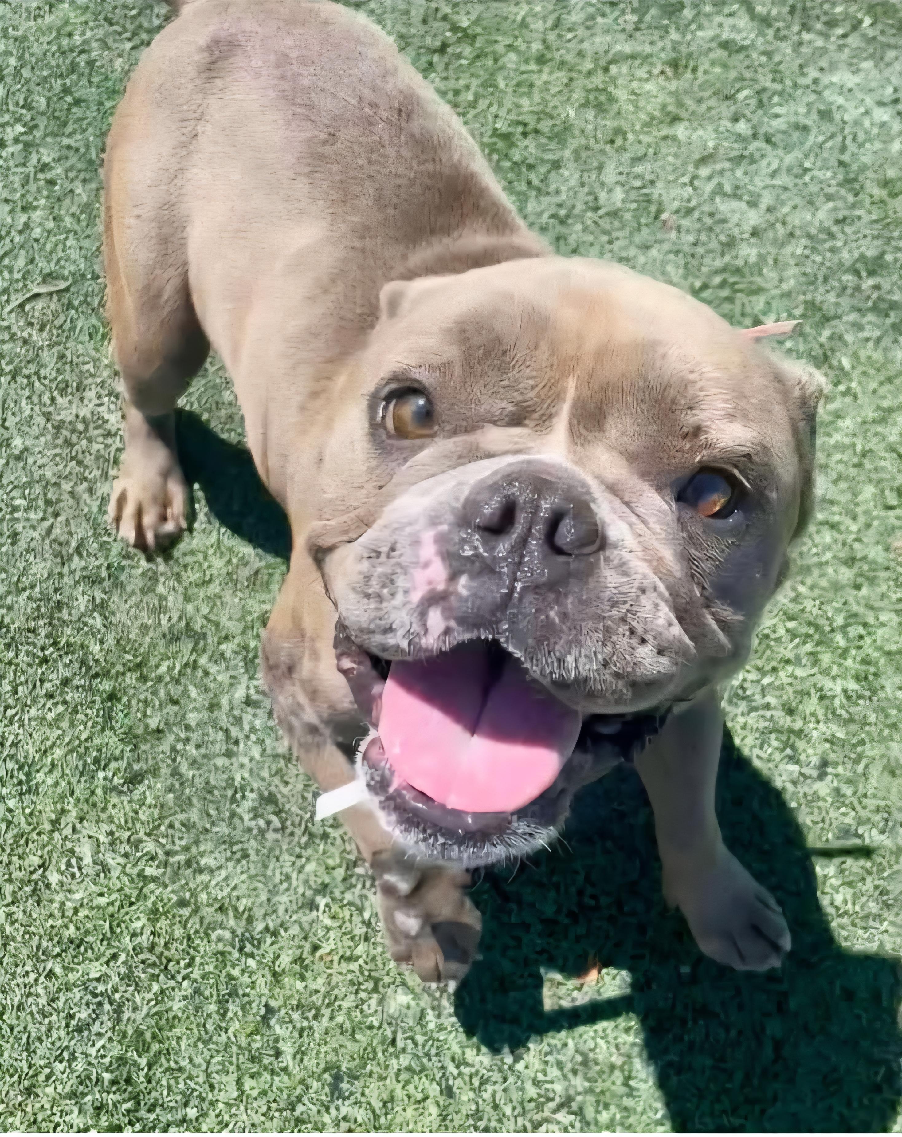 Enlarge Arianna, a Adopted mixed breed in merrillville, IN image 3/4