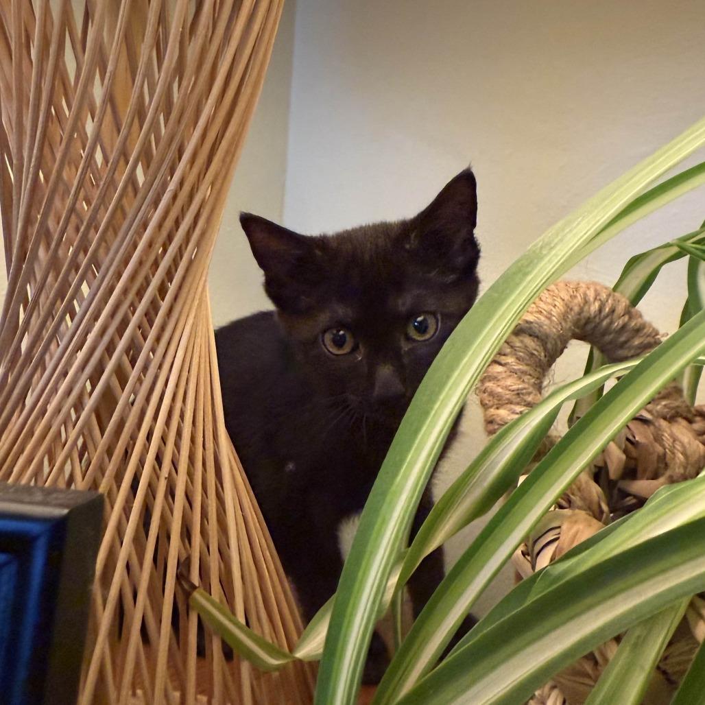 Black Sabbath, a Adoptable Domestic Short Hair in PITTSBURGH, PA image 2/3