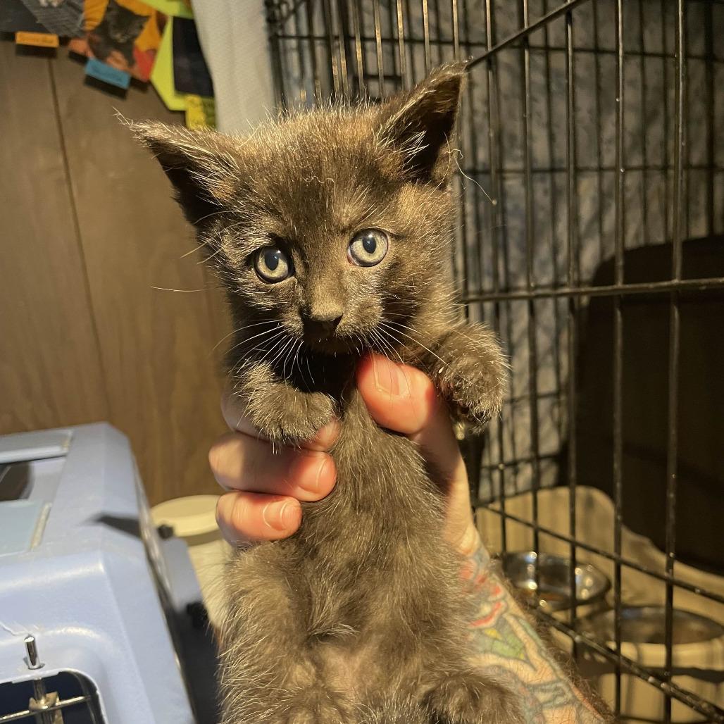Black Sabbath, a Adoptable Domestic Short Hair in PITTSBURGH, PA image 3/3
