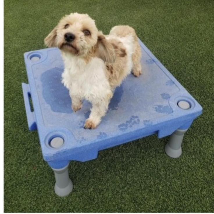 Enlarge Claude, a ADOPTABLE mixed breed in Winsted, CT image 1/2