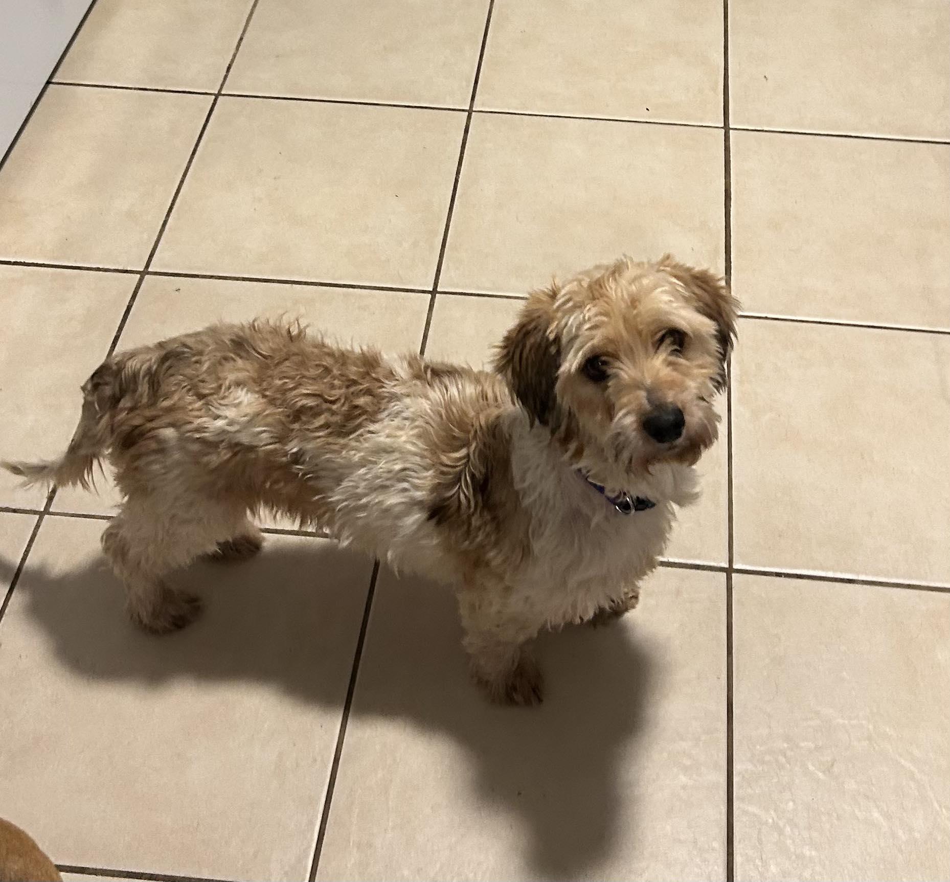 Claude, an adopted mixed breed in Winsted, CT image 3/4