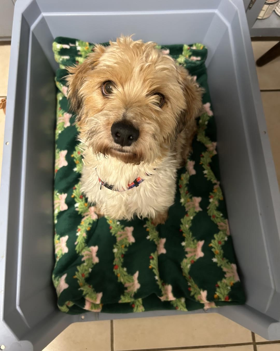 Claude, an adopted mixed breed in Winsted, CT image 1/4