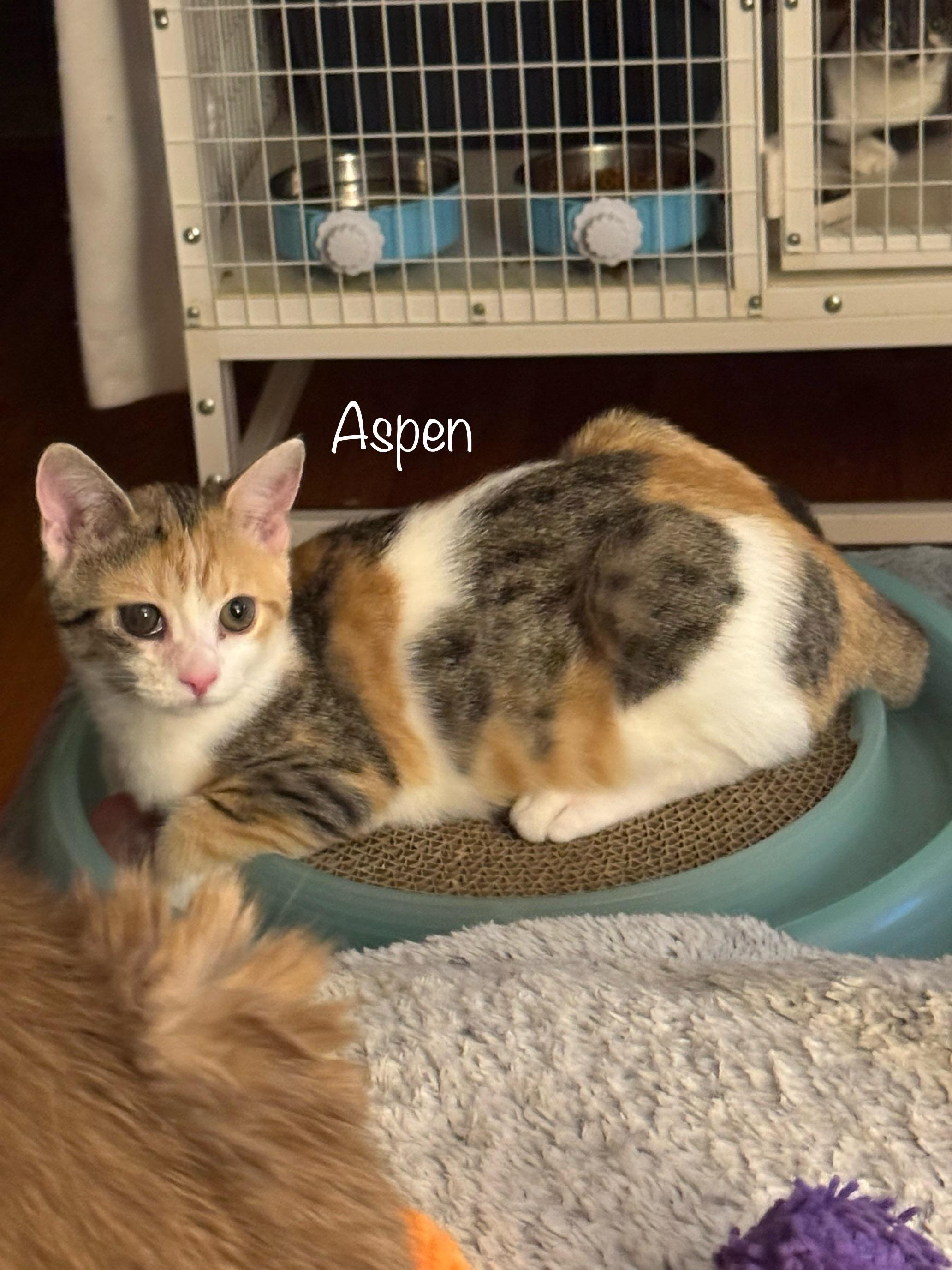 Enlarge Aspen, a Adoptable Domestic Short Hair in Port Republic, MD image 2/2