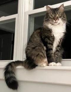 Biscuit, adopted, Adult Male Maine Coon.