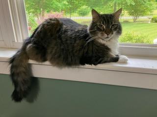 Enlarge Biscuit, an adopted Maine Coon in Morganton, NC image 2/3