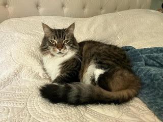 Enlarge Biscuit, an adopted Maine Coon in Morganton, NC image 3/3