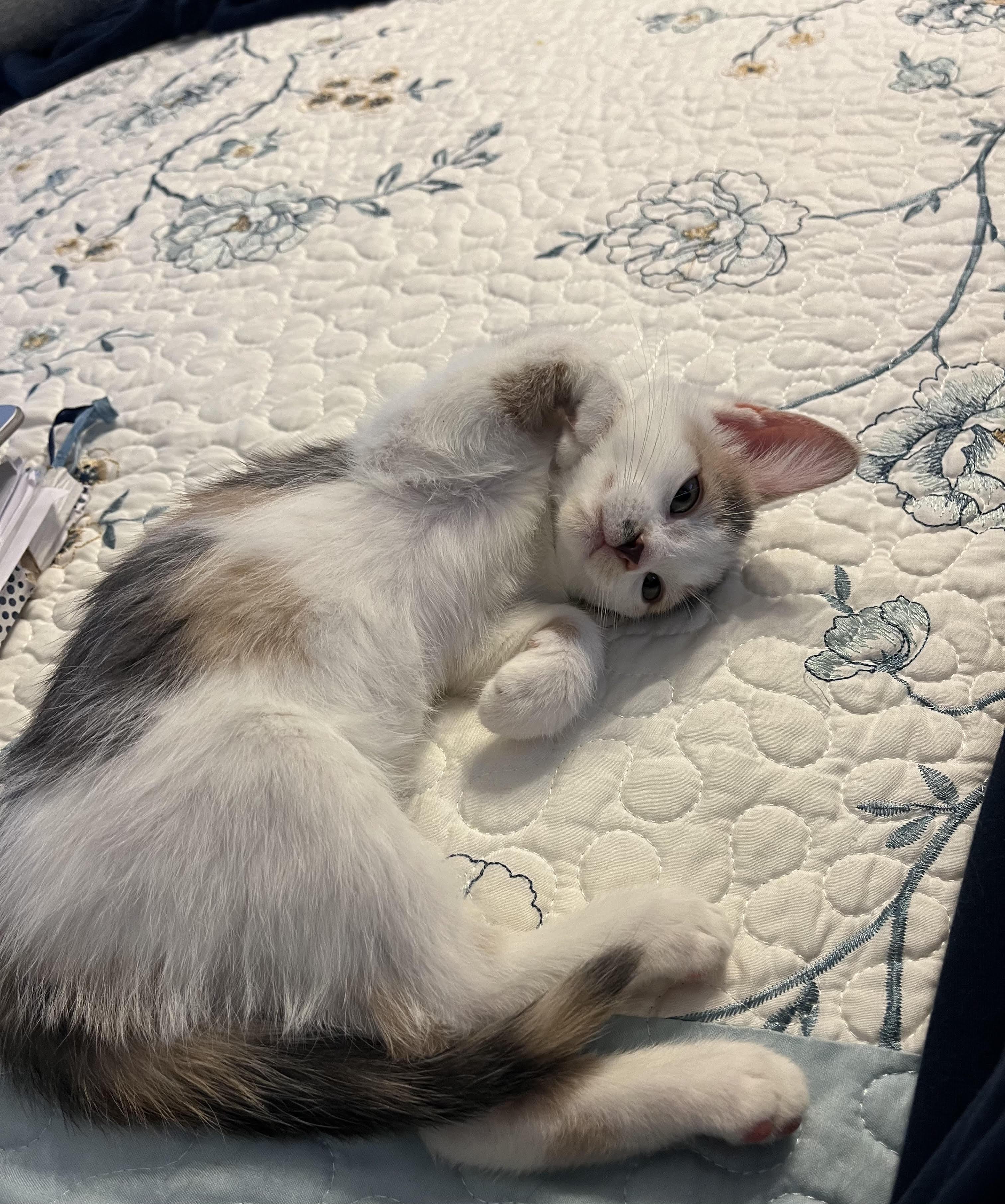 Tawny, a Adoptable Dilute Calico in Houghton Lake, MI image 3/4