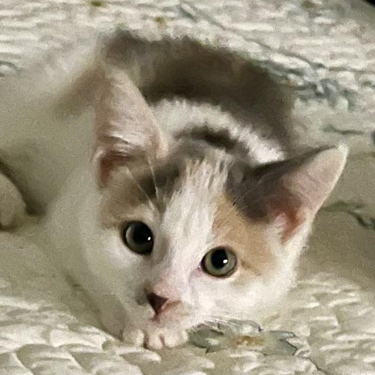 Tawny, a Adoptable Dilute Calico in Houghton Lake, MI image 1/4