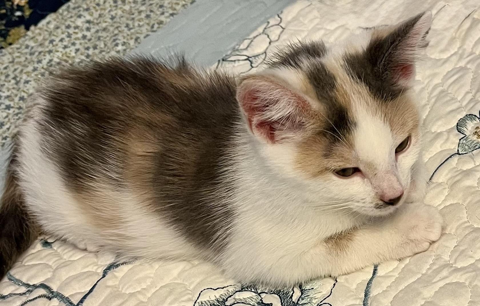 Tawny, a Adoptable Dilute Calico in Houghton Lake, MI image 4/4