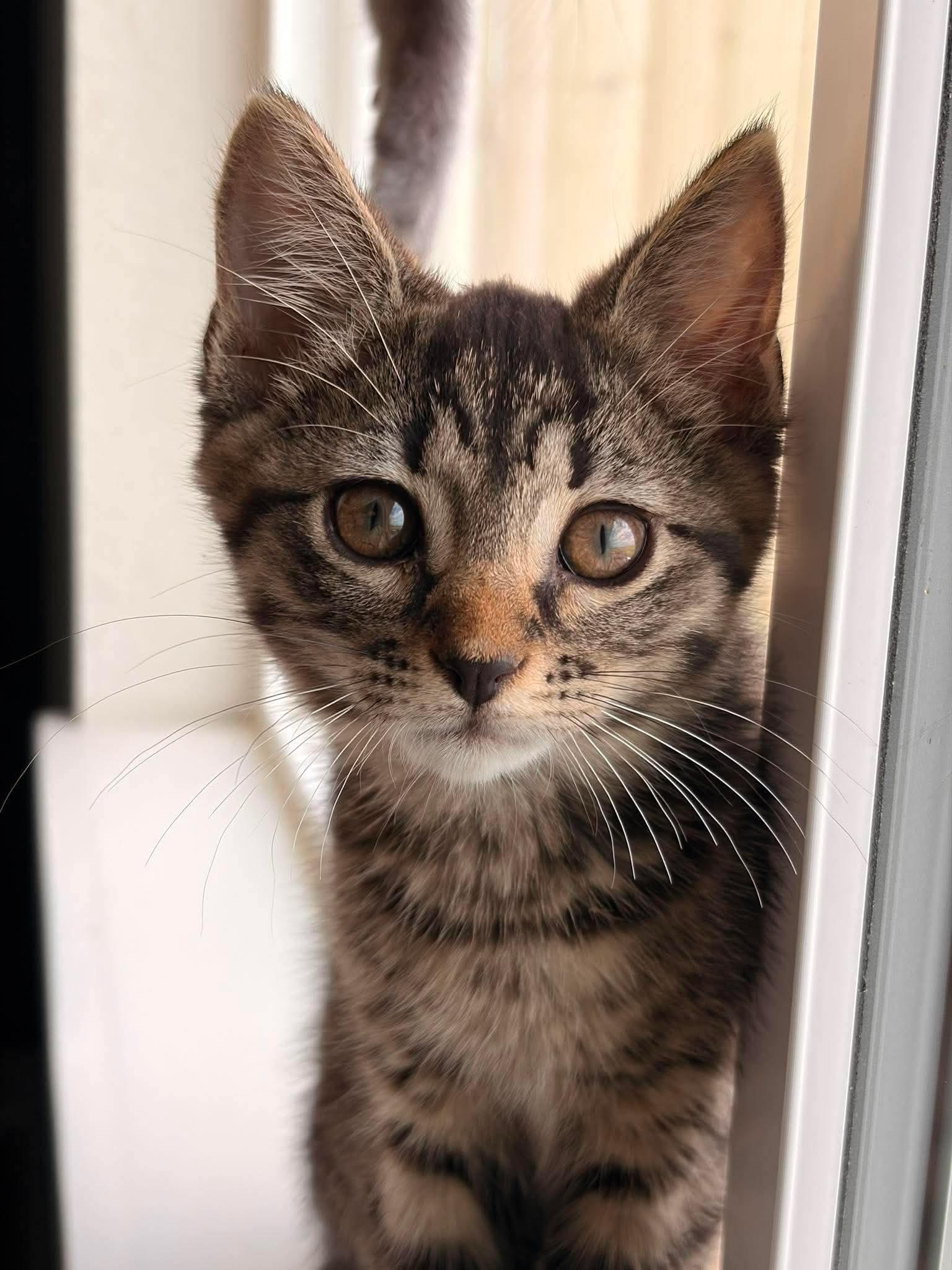 Fat Jo(sephine), ADOPTABLE, Young Female Domestic Short Hair & Tabby.