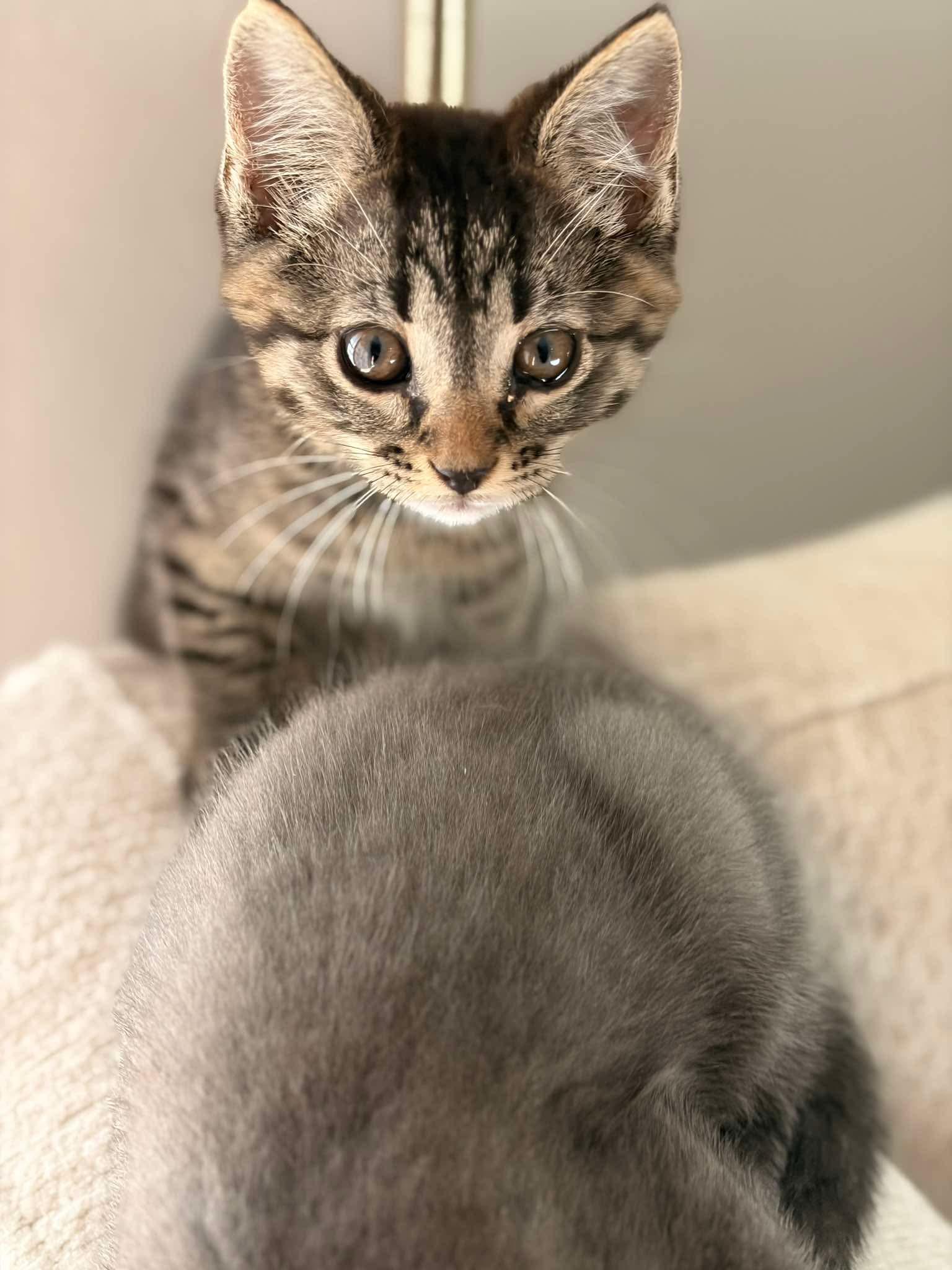 Fat Jo(sephine), a ADOPTABLE mixed breed in Valley Center, KS image 6/6