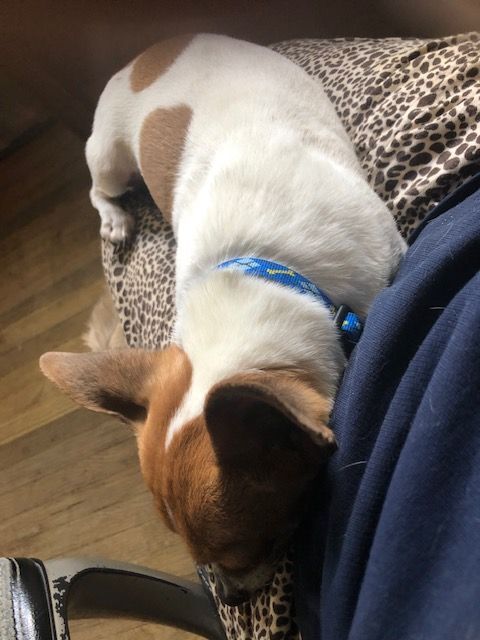 Enlarge Radar, a Adoptable mixed breed in Memphis, TN image 1/4