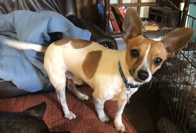 Enlarge Radar, a Adoptable mixed breed in Memphis, TN image 3/4