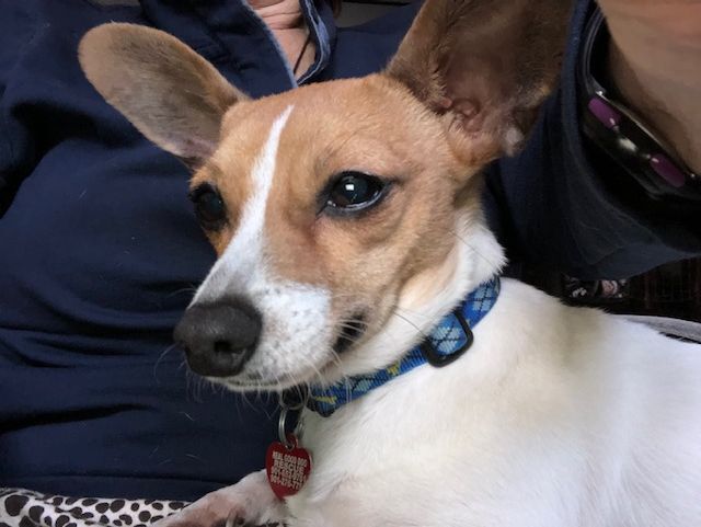 Enlarge Radar, a Adoptable mixed breed in Memphis, TN image 4/4