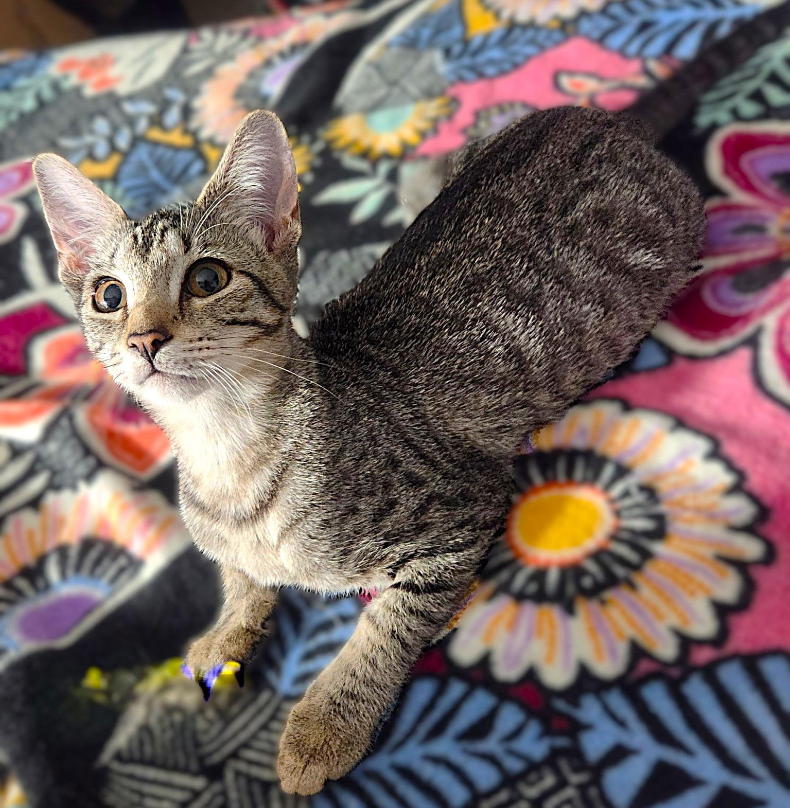 Enlarge Nico, a Adoptable Tabby in Fort Myers, FL image 1/2