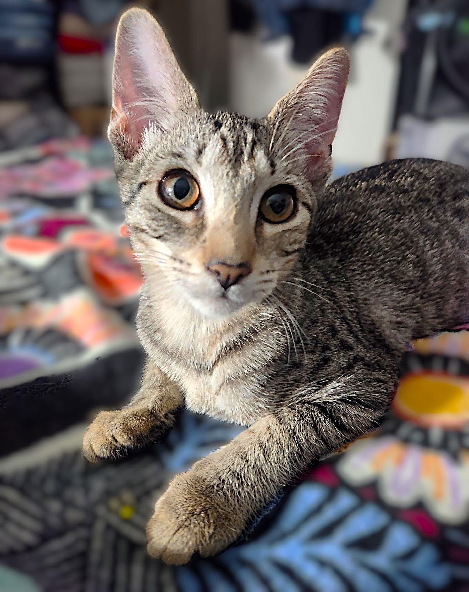 Enlarge Nico, a Adoptable Tabby in Fort Myers, FL image 2/2