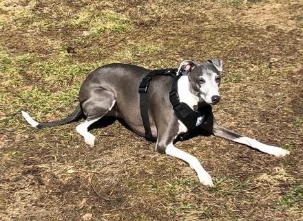 Enlarge King - Bonded with Baby - PENDING, a Adopted Italian Greyhound in Croton on Hudson, NY image 1/3