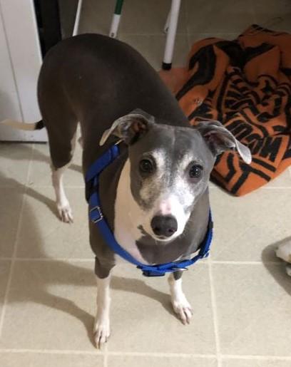 King - Bonded with Baby - PENDING, Adopted, Adult Male Italian Greyhound.
