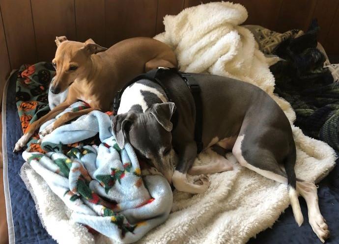 Enlarge King - Bonded with Baby - PENDING, a Adopted Italian Greyhound in Croton on Hudson, NY image 3/3