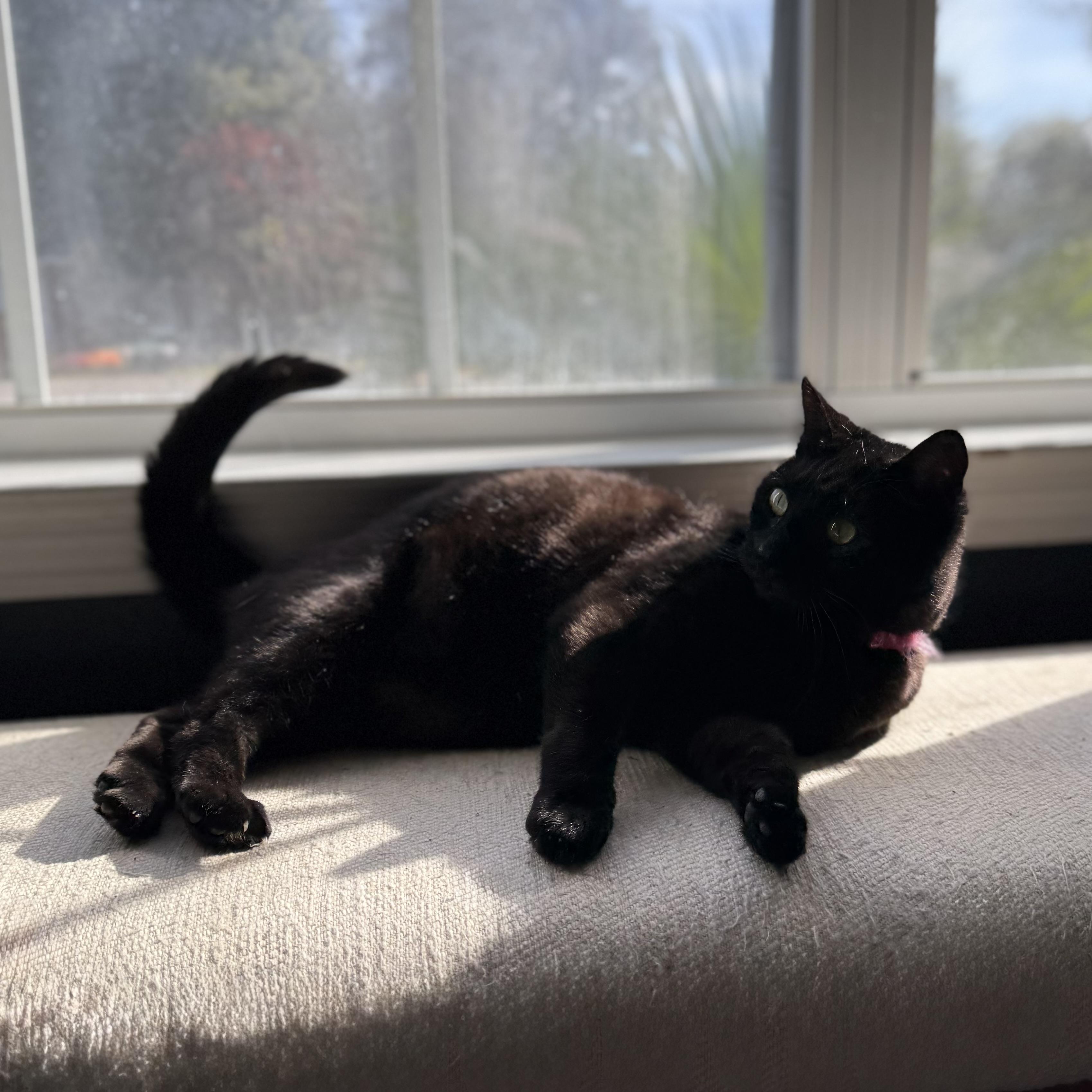 Enlarge Kat, a Adoptable mixed breed in Milton, FL image 1/6