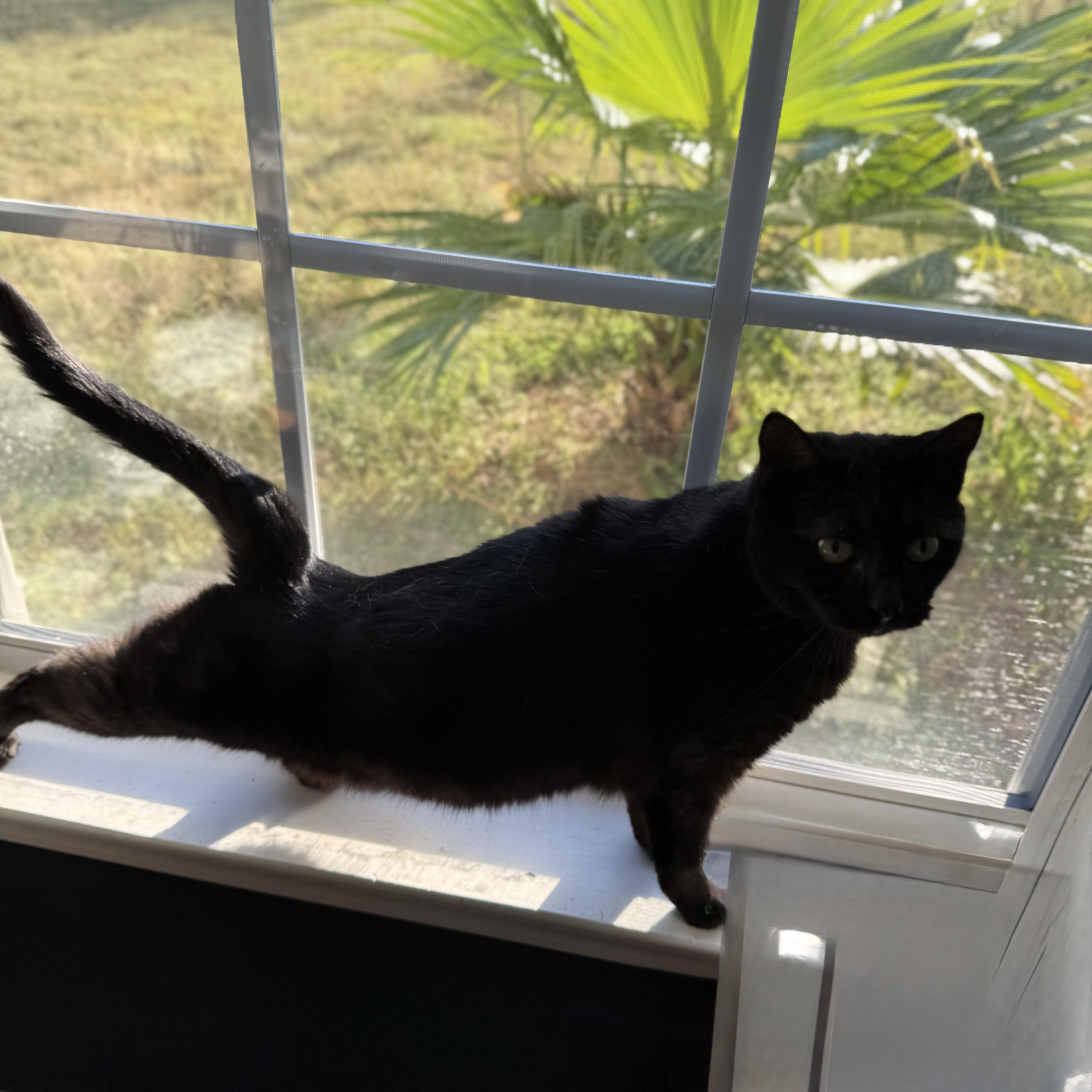 Enlarge Kat, a Adoptable mixed breed in Milton, FL image 6/6